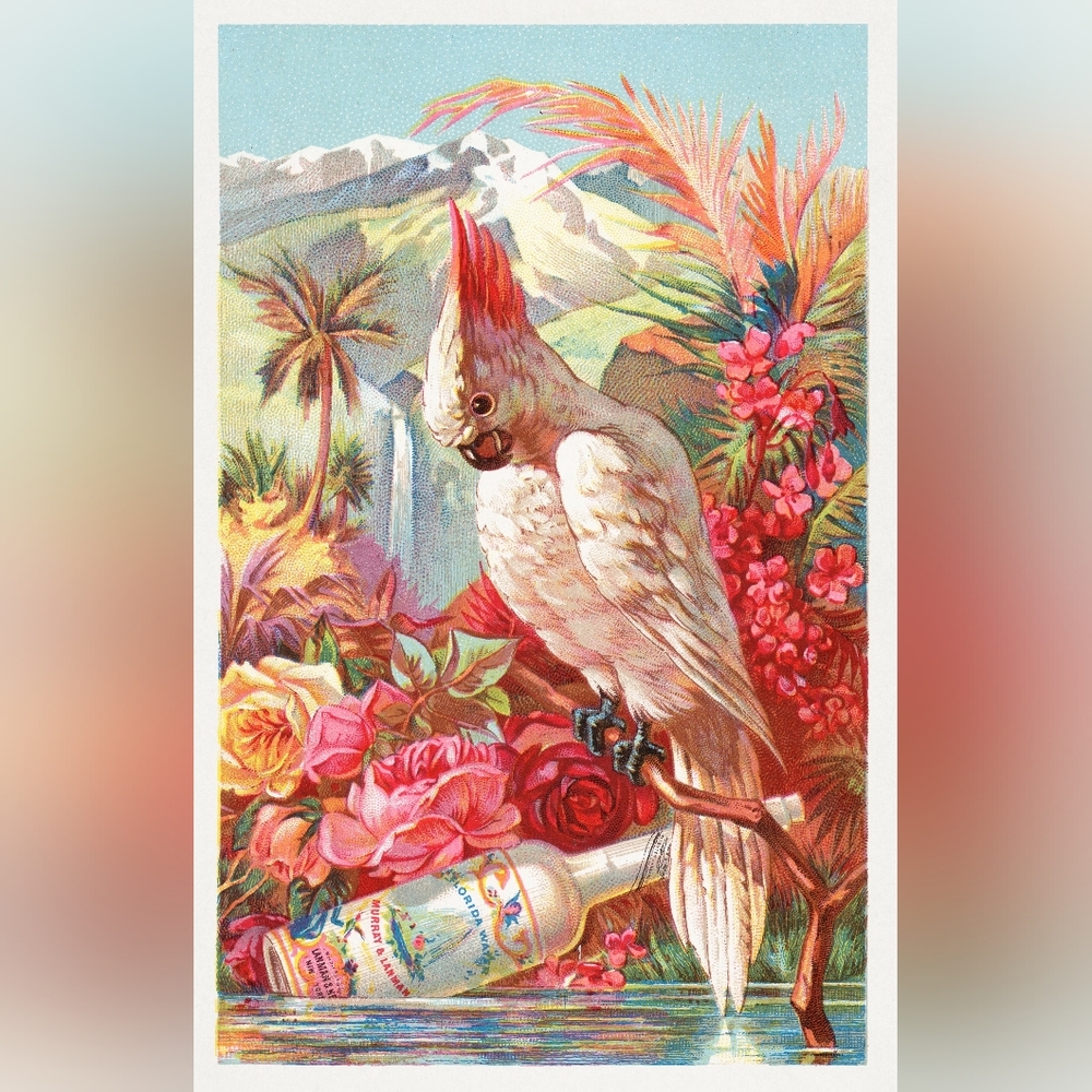 Colorful Parrot Art Print